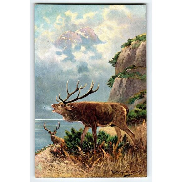 Deer Postcard Artist Signed M Muller Germany Rustic Wildlife Mountains Nature - Picture 1 of 2